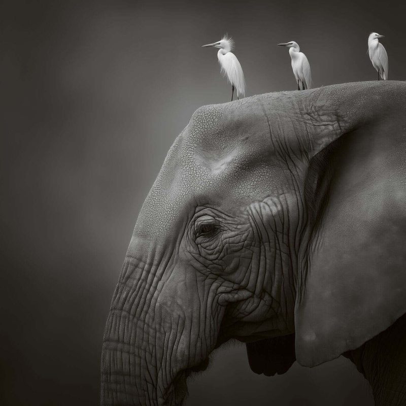 Elephant with three white birds perched on its head, showcasing harmony between wildlife and nature.
