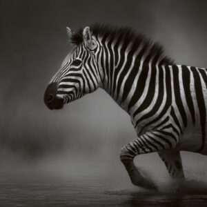 Zebra Crossing